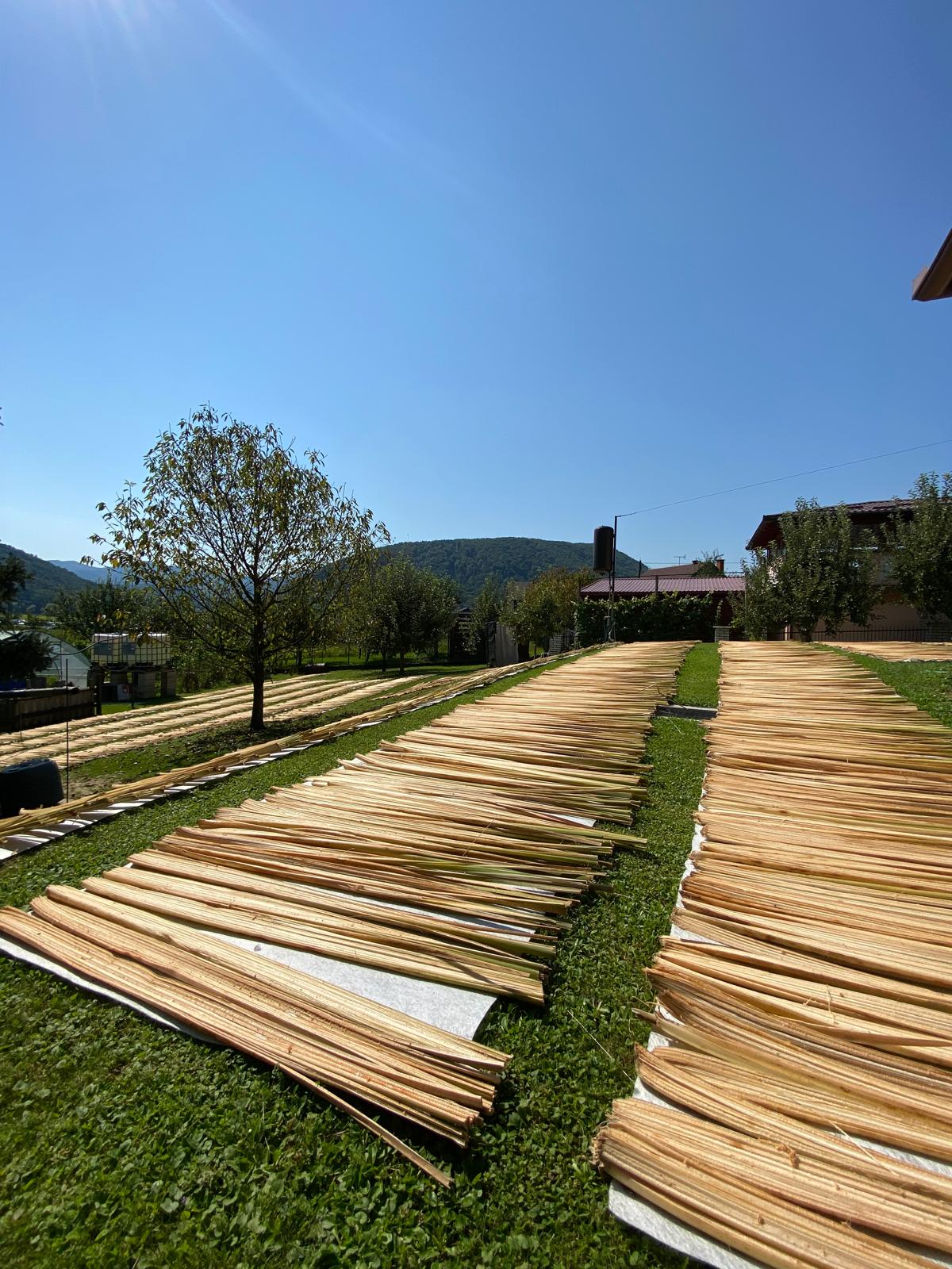 sušenje rogoza 6
